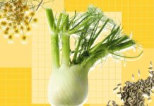 Фенхель: універсальний зимовий овоч, який люблять шеф-кухарі