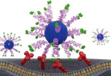 Інженерна вакцина проти ВПЛ посилює протиракові Т-клітини з наноскопічною точністю